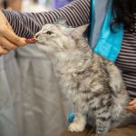 Puszysty kot jedzący smakołyk podawany z ręki